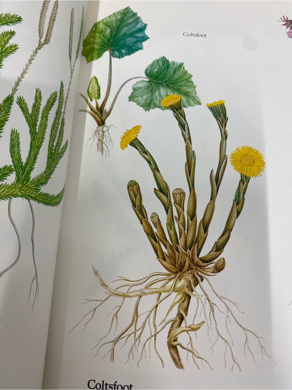 paperback copy of the book Health from God's Garden by Maria Treben - Picture 7 of 15